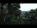 🌧️ ASMR Soft Rain Healing Sounds 🌿 Garden Mountain Rain ☘️ Rooster - Crickets - Birds Sounds 🦗🐓🪶🍁