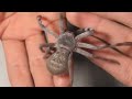 Huntsman Spider BITES ME!