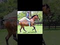 ⚠️warning images of horse abuse⚠️ foal riding awareness video!