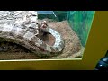 Snake eating a mouse...