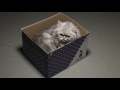 Schrödinger's Cat [Music Video]