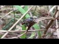 Novatilla barnardi - Orange-black stink bug