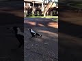 You won't believe this Magpie's song!