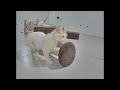 Cats Doing the Most Unexpectedly Funny Things 😍 Best Funny Videos compilation Of The Month 🤣🤣