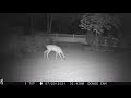 Backyard Trail Cam June:July 2021