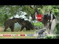 Wildlife officials who captured the wild elephant coming to the village | Elephant | Animals