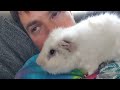 Meet My 23 Guinea Pigs - Who Gives The BEST Hug?