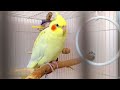 5 Ways to Lose Your Bird's Trust