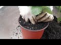 PROPAGATION OF STRAWBERRY PLANTS BY DIVISION. How to propagate strawberry plants. TBG