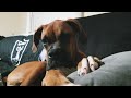BUDDIE the boxer dog doesn't want to go to sleep