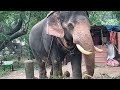 beautiful Nandan elephant 🐘/ Nandan Guruvayoor