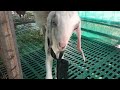 ആട്ടിൻ കുട്ടികളെ കണ്ടാലോ 🥰#goat#goats#baby#animals#pets#pet#cute#viral#video#petanimals#kerala#love