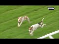 Some amazing jumps by these hounds - and a great finish too! #horse #horseracing #racingtv