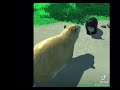 CAPYBARA EDIT