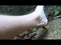 Japanese river shrimp foot cleaning