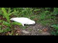 The funny cockatoo bird crashed into my backyard and became my shadow. The wild parrot often visits.