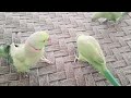 Gorgeous Ringneck parrot 🦜 playing and Dancing parrot | Speaks in Urdu&Hindi