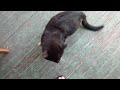 Black cat makes chittering noises at me