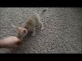 Training the Baby Fennec Fox to Sit