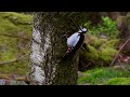 Great spotted woodpecker,Flaggspett,Большой пёстрый дятел,Pic épeiche,Buntspecht,Grote bonte specht