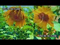 gates & gardens - snake pool (music video)