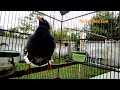 Starling Bird Chirping very melodious and amazing. episode 110