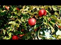 Calm & Relaxing Instrumental Meditation Music |  Fruit Trees and Beautiful Flowers Photos