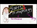 Why does SIRT1 go down in aging & senescence?