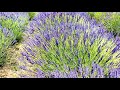 Lavender Valley Farm, Mount Hood Oregon / Flowering lavender 4K