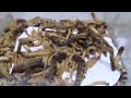 1000 Superworms Eating Tarantula