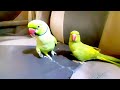 Ringneck parrot on car seat | Funny and playful  Male and female parrot || speaks in Urdu&Hindi