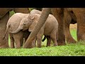 Cute Baby Animals 4K (60 FPS) - Playful Baby Animals And Their Friends With Relaxing Music