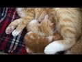 Mama Cat Talks to her Baby Kittens