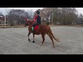 Birgitta Stoiser and Cider having a Christmas Ride Together