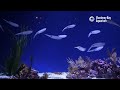 2 Hours Of Squid To Relax/Study/Work To | Lofi Hip Hop | Monterey Bay Aquarium Krill Waves Radio