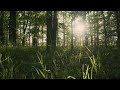 FOREST BIRDSONG NATURE SOUNDS-RELAXING SOUNDS FOR SLEEPING-CALMING BIRDS CHIRPING AMBIENCE, RELAX