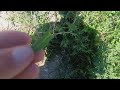 Wild Chicory in Iowa (we have it in Indiana, too)