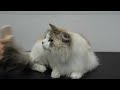 The Sweetest Little Adventure Kitty | Siberian Forest Cat
