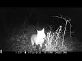 Trail Cam Jan 2022 - normal critters plus a coyote