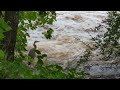 Great Blue Heron feeding along the Blackstone River.