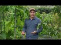 Backyard Tropical Food Forest in Northern California