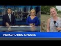 Giant, 'flying' Joro spiders spreading on the East Coast this summer