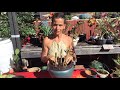 How to propagate Plumeria The easy way