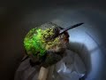 Hummingbird snore