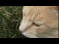 Cat Film 1080p recreation