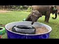 Top Ten Baby Elephants At Play - Elephantnews