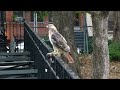 Adult red-tailed hawk catches a rat in Tompkins Square