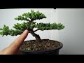 บอนไซ : การขึ้นทรง บอนไซสนเลื้อย (Juniperus procumbens) | Bonsai 005