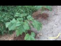 Okra: Fertilizing & Mulching