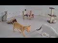 The Funniest Cat Moments of All Time 🐈😂 Funny Videos Every Days 🙀🐶